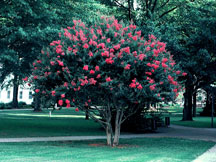 Schlick Design Group - Crape Myrtles