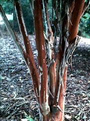 Schlick Design Group - Winter Interest - Crape Myrtle